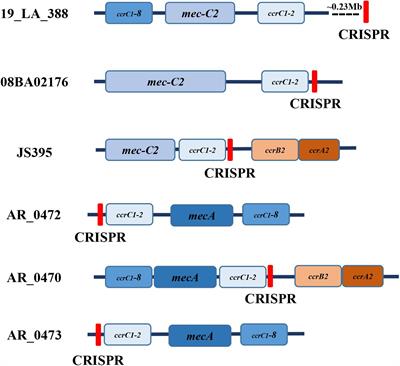 Characterization of 67 Confirmed Clustered Regularly Interspaced Short Palindromic Repeats Loci in 52 Strains of Staphylococci